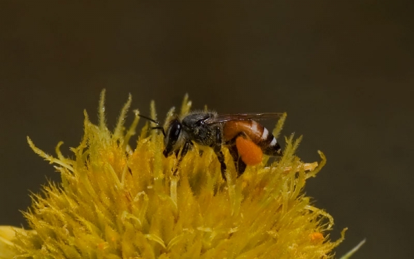 Pollen