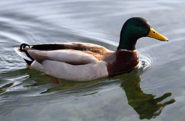 Canard