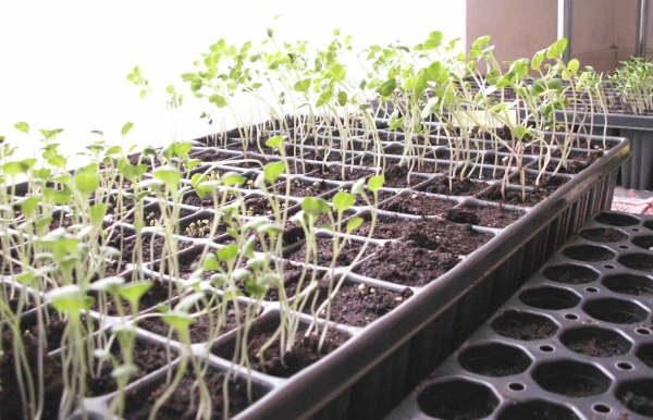 Horticulture Horticulture