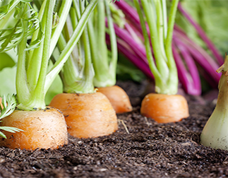 Légumes Légumes