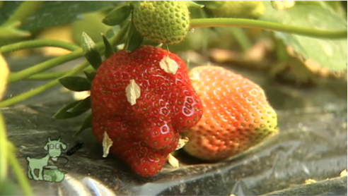plant de fraisiers bio