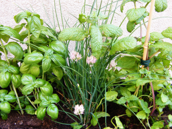 Conserver ses herbes aromatiques