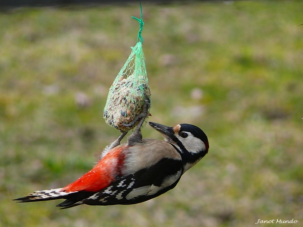 Aidez les oiseaux à se nourrir